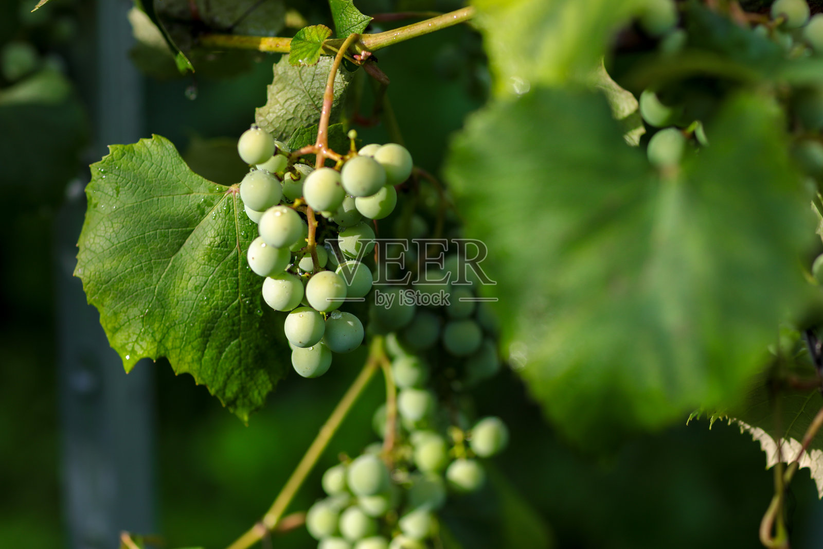 酿酒葡萄照片摄影图片