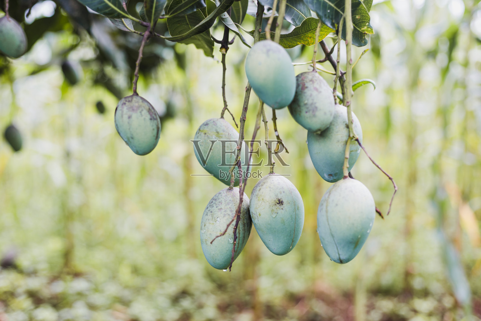 近距离观察新鲜的有机芒果果实在喜马拉雅山的树上照片摄影图片