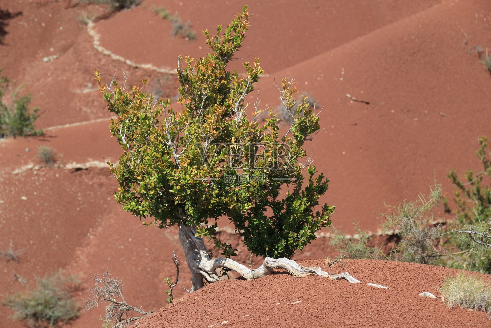沙漠的生活。照片摄影图片