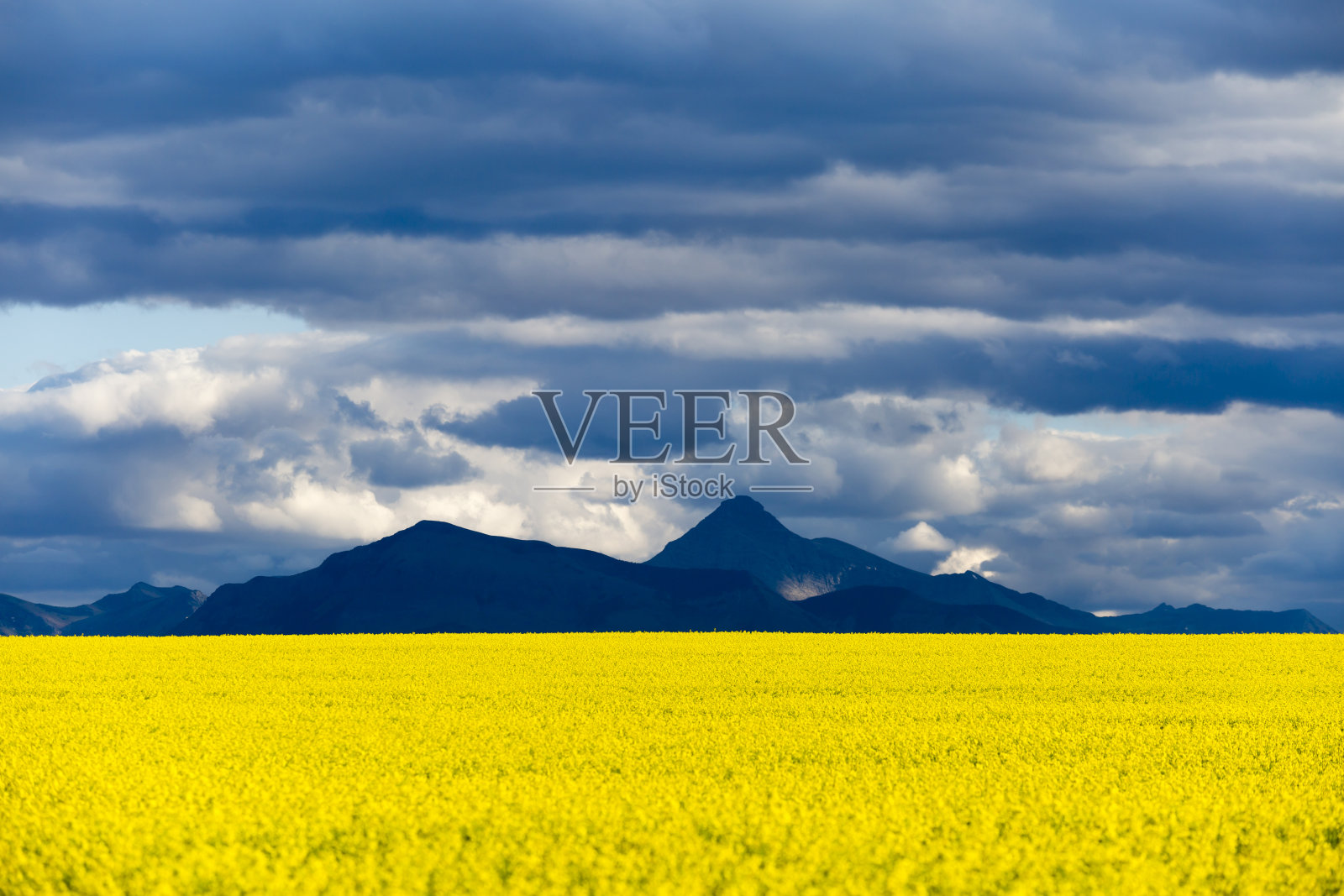 加拿大落基山脉的油菜籽田照片摄影图片