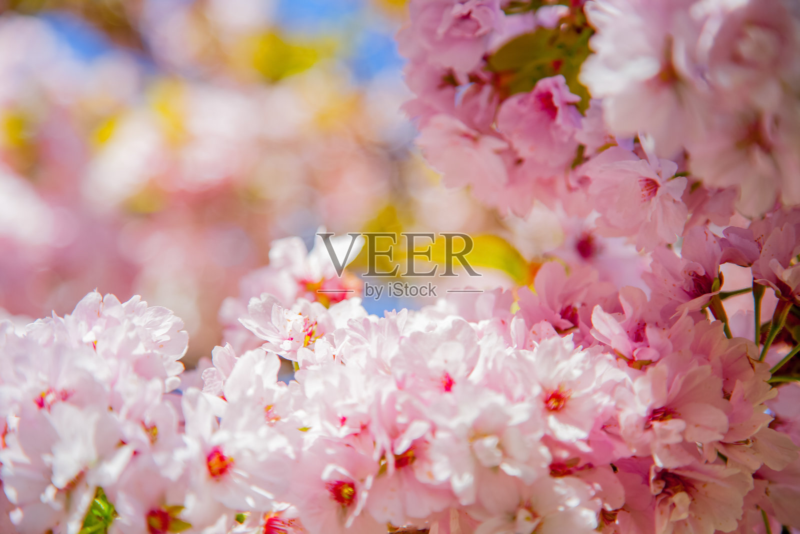 选择焦点美丽的樱花盛开的背景照片摄影图片