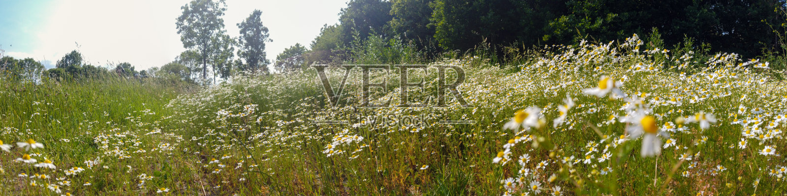 一片盛开的洋甘菊田照片摄影图片