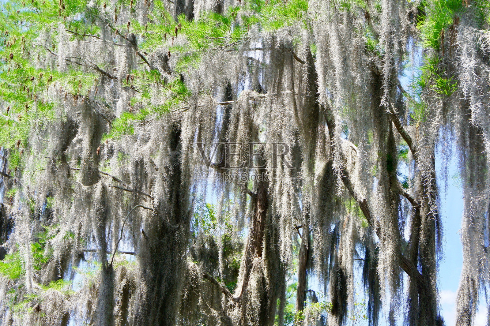 西班牙苔藓生活橡树特写照片摄影图片