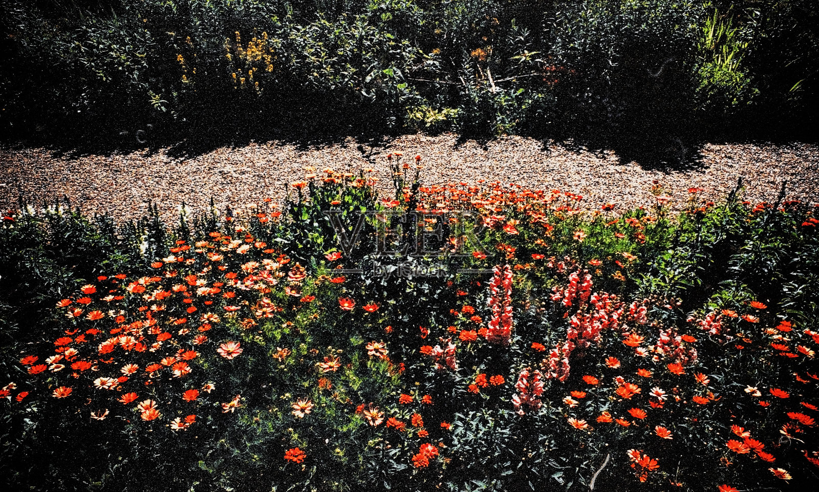 郁郁葱葱的绿墙英语小屋夏日花园拍摄的电影照片摄影图片