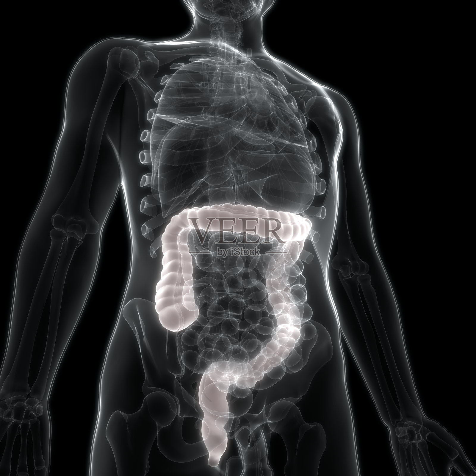 人体消化系统大肠解剖照片摄影图片