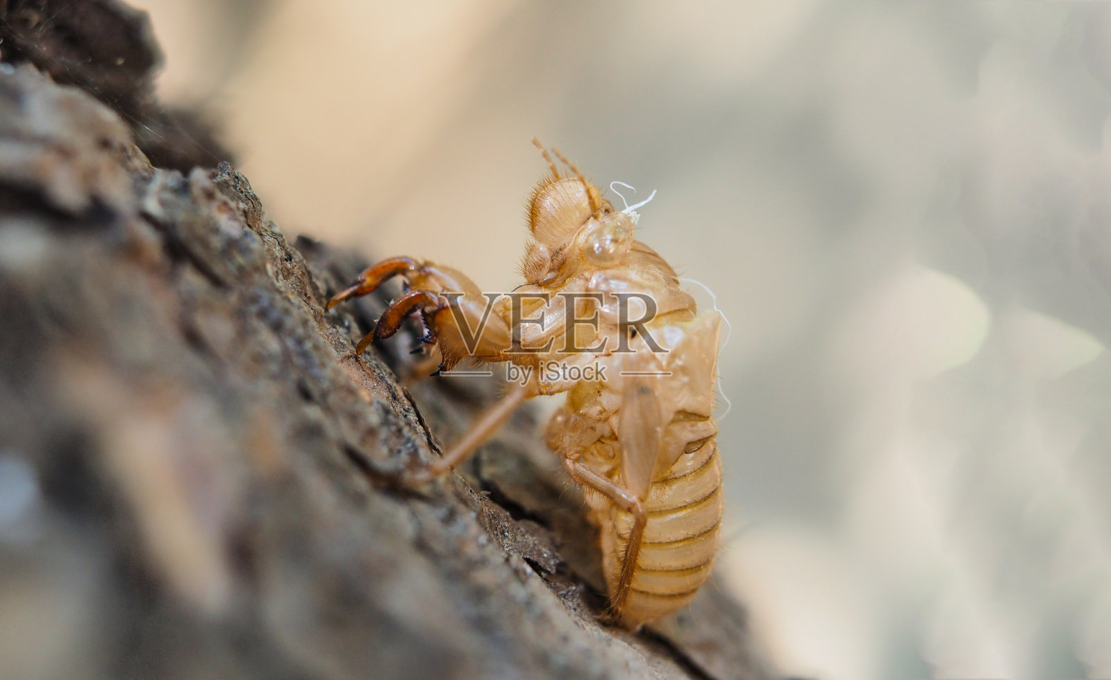 树上的蝉皮干照片摄影图片