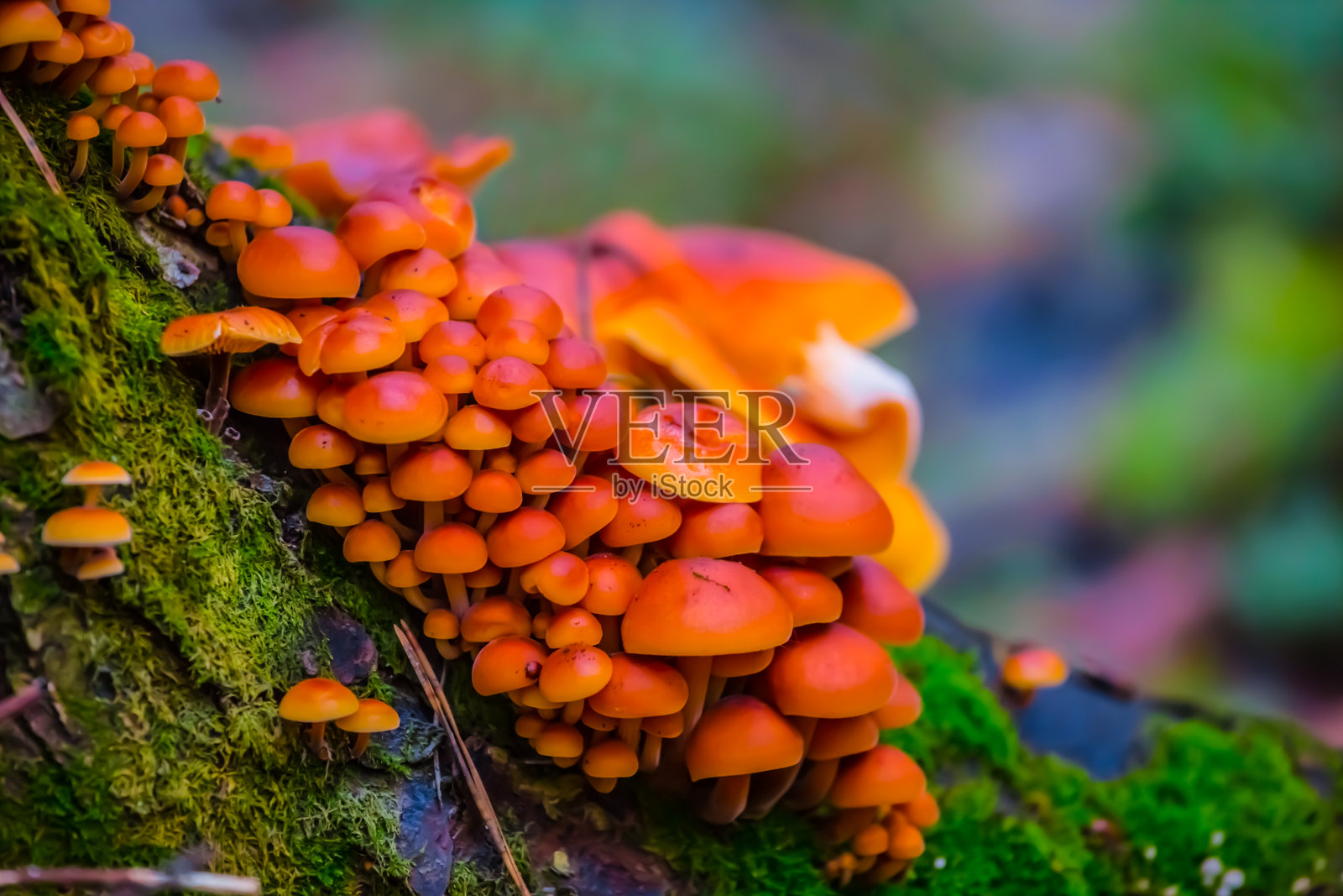 特写野生蘑菇生长在树干上照片摄影图片