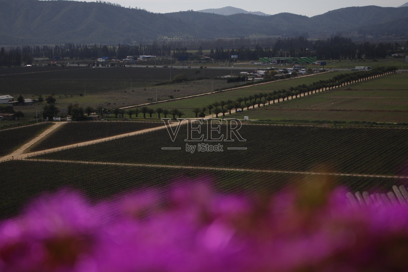 在阳光明媚的日子里，美丽而鲜艳的花朵照片摄影图片