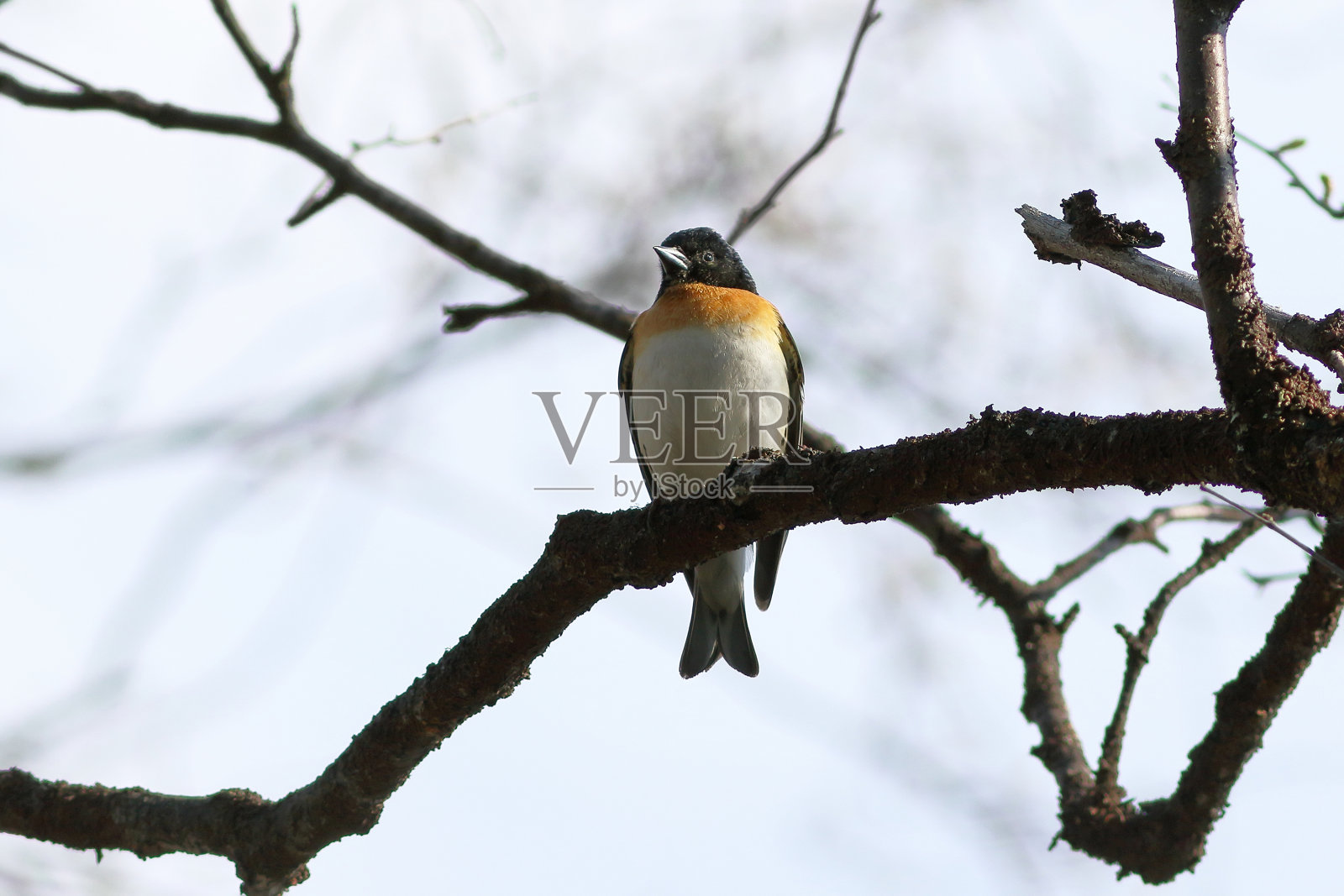 Fringilla montifringilla。Yamal Penin上的雄性黑莓照片摄影图片