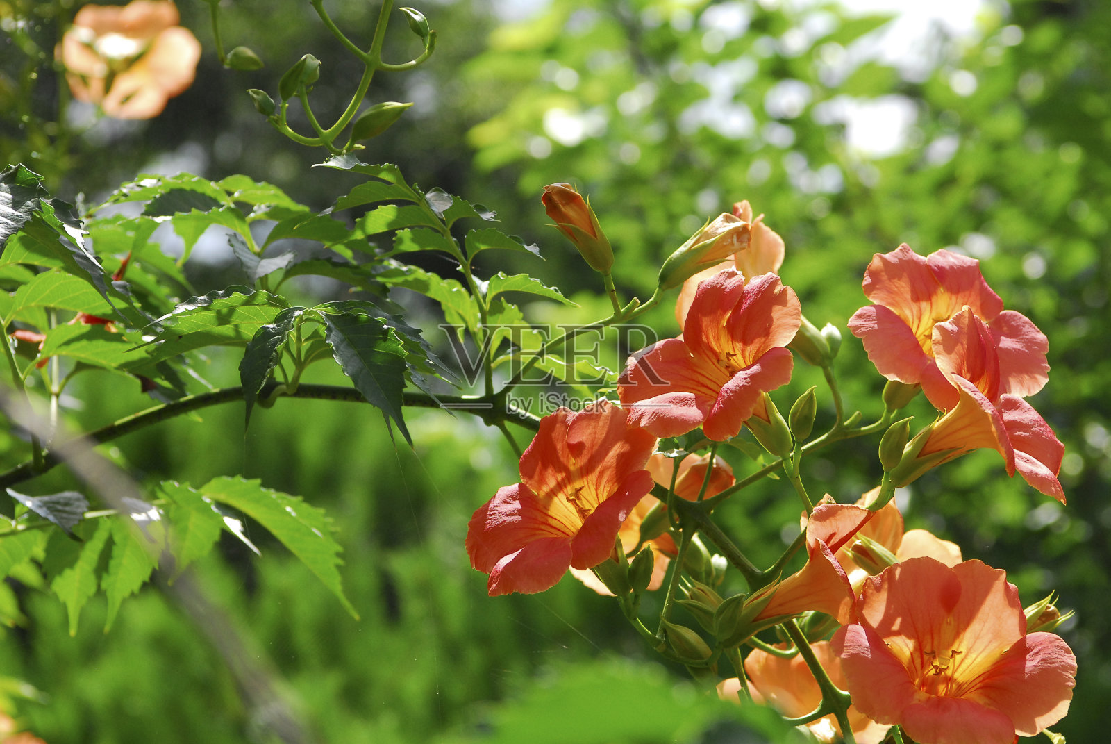 凌霄花照片摄影图片