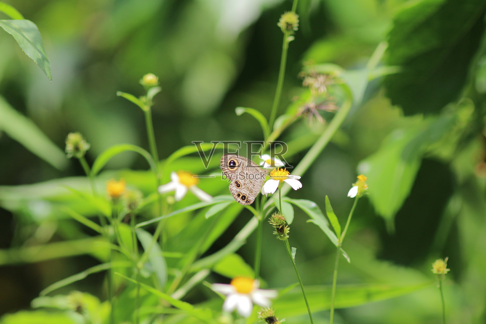 蝴蝶在自然界中。蝴蝶。大自然在香港照片摄影图片