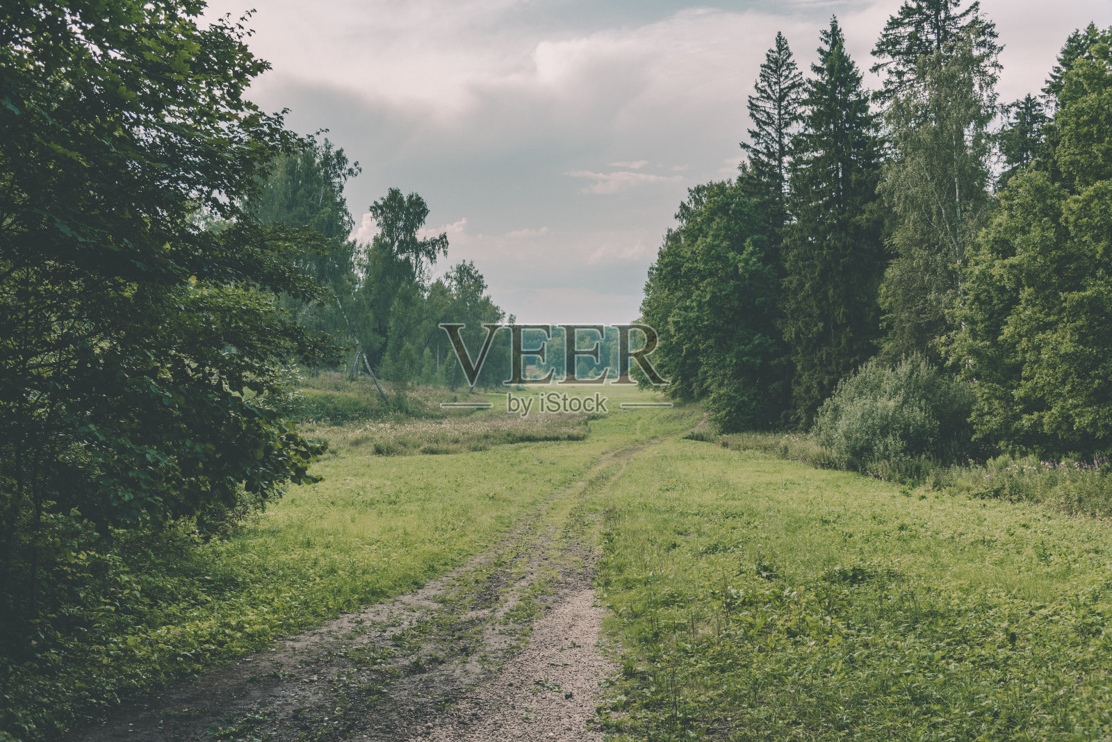 森林里的乡间小路照片摄影图片