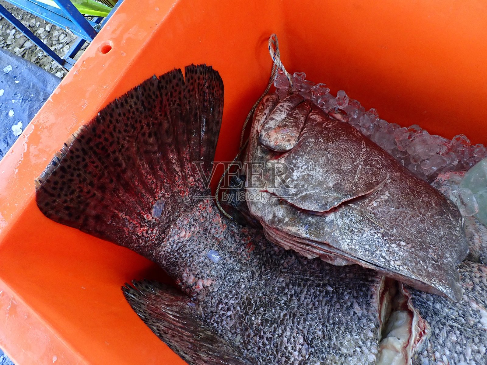 抓一天，洗干净的鱼准备烹饪。照片摄影图片