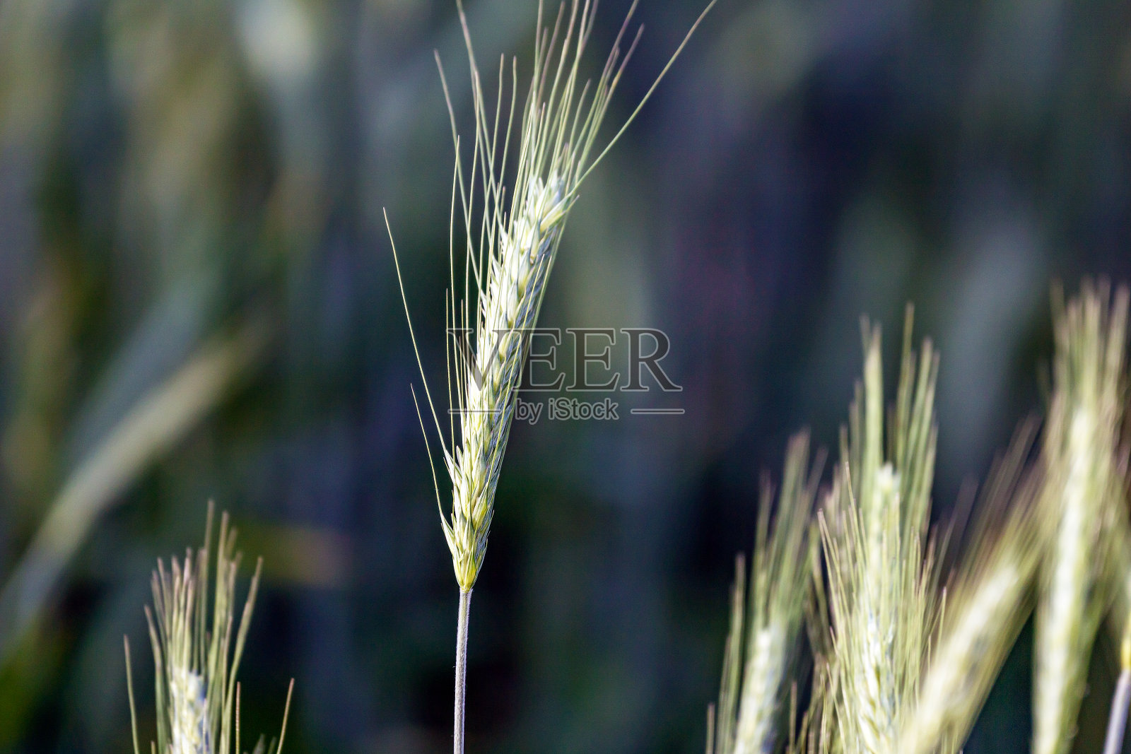 谷物照片摄影图片