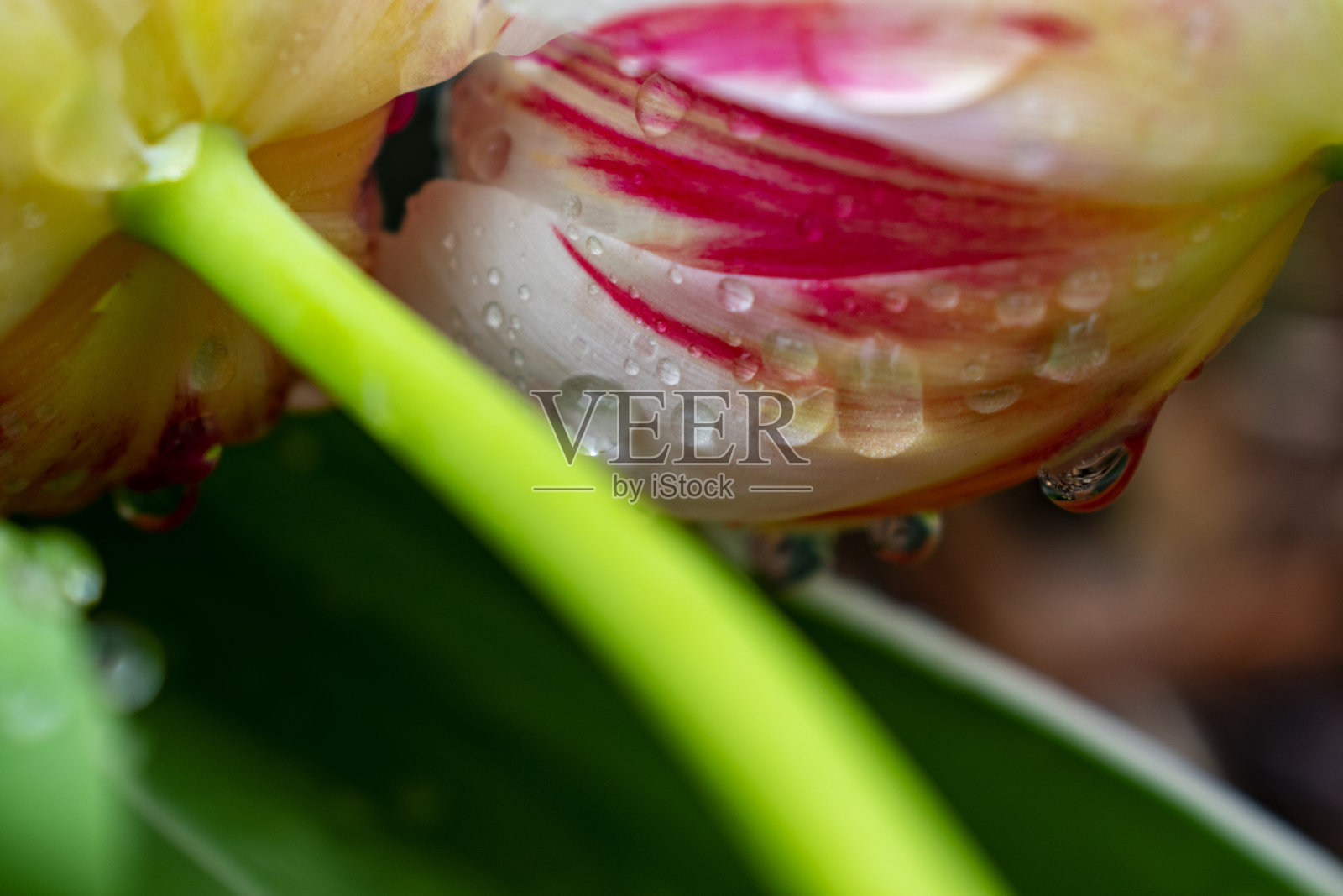 花照片摄影图片