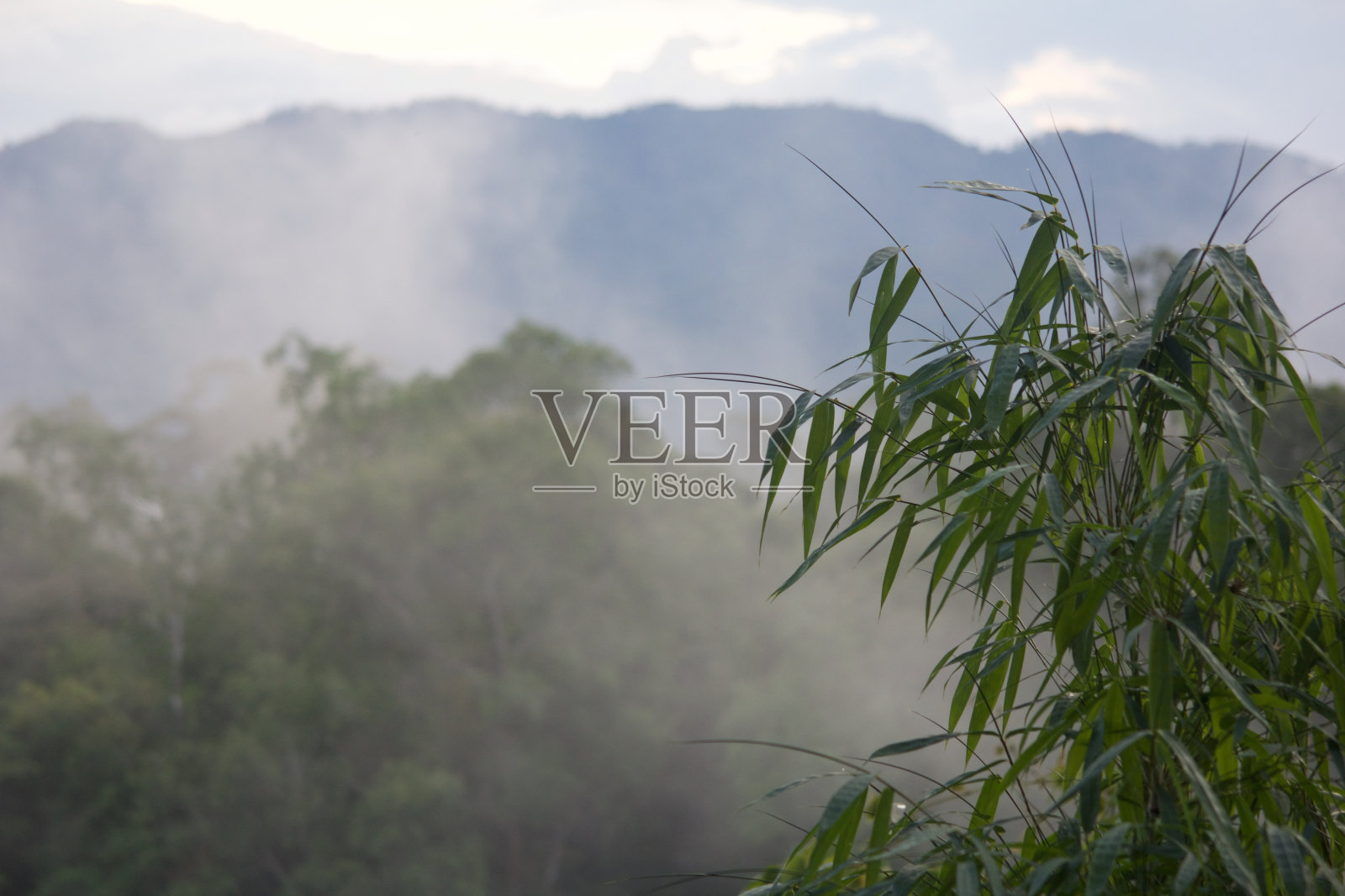 雨林区的竹子照片摄影图片
