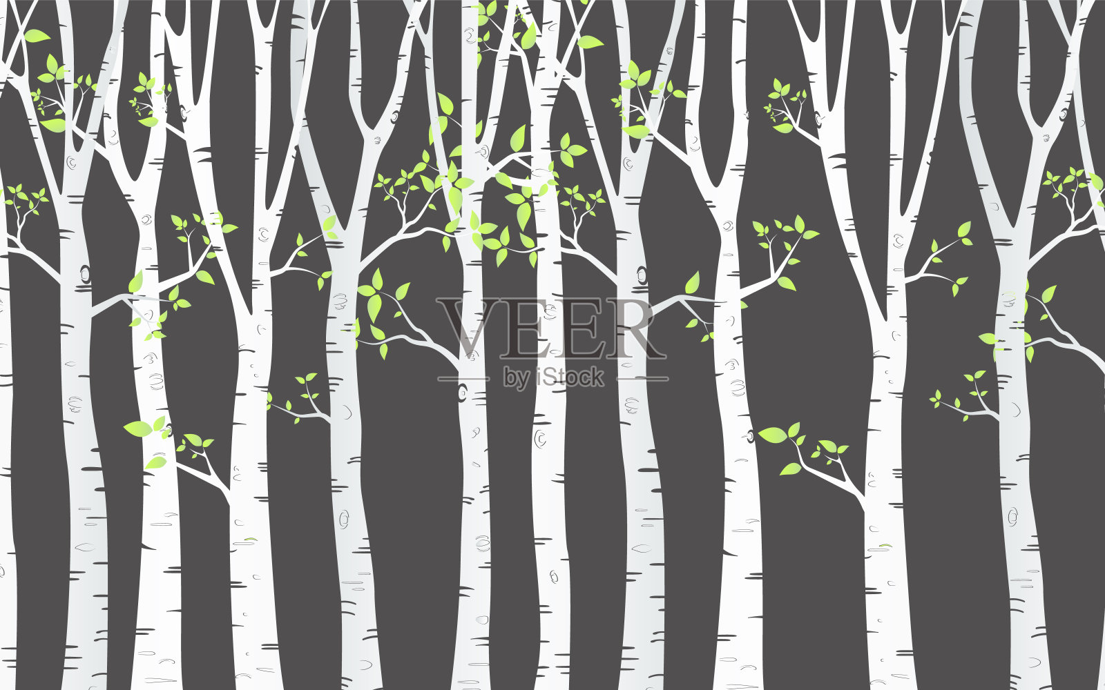 桦树设计背景与桦树森林向量插画图片素材