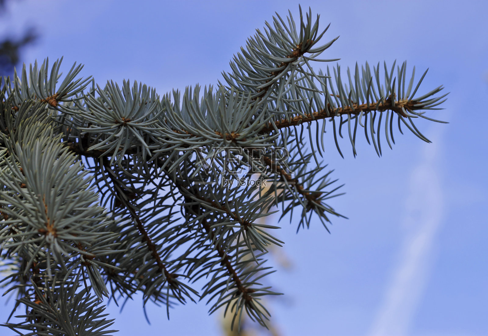 蓝色的云杉树枝背景在蓝天在水平位置照片摄影图片