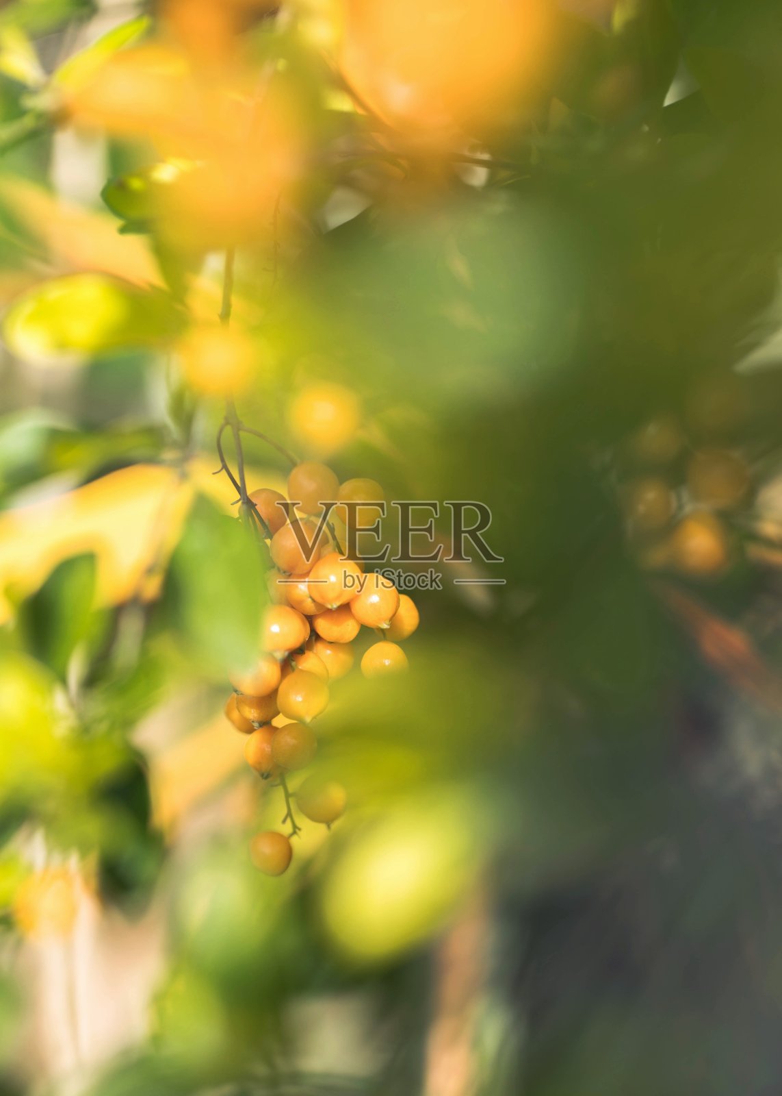 花朵照片摄影图片