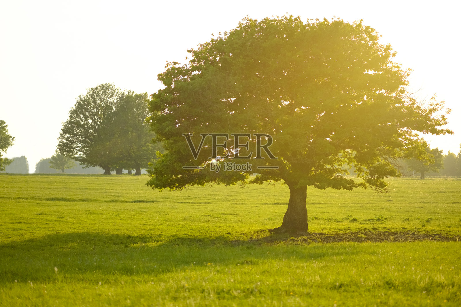 田野上长着一棵高大美丽的橡树，在阳光明媚温暖的天气里，这是夏日的一道风景线照片摄影图片