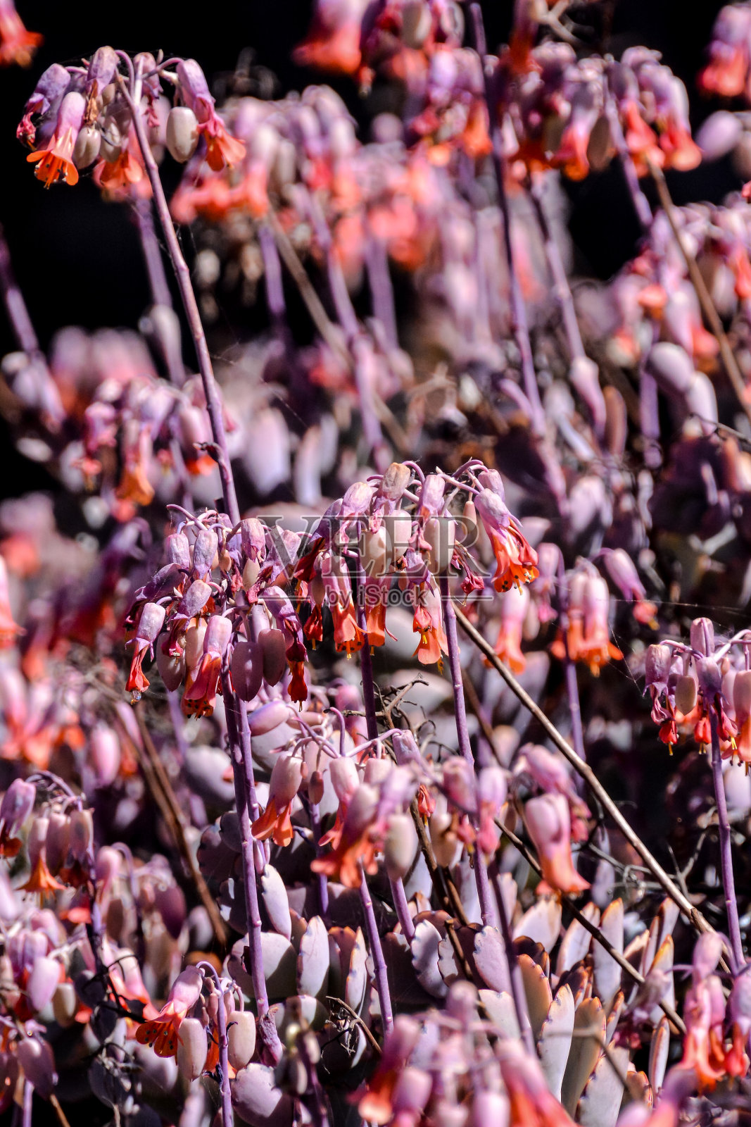 盛开的花朵背景照片摄影图片