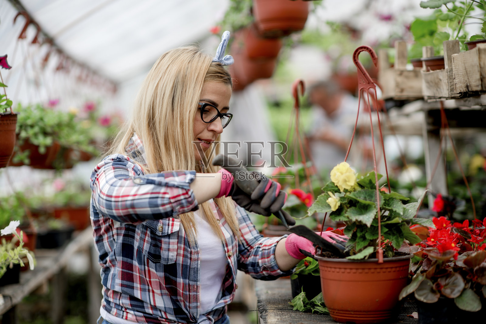 在温室里养花的年轻女子。照片摄影图片