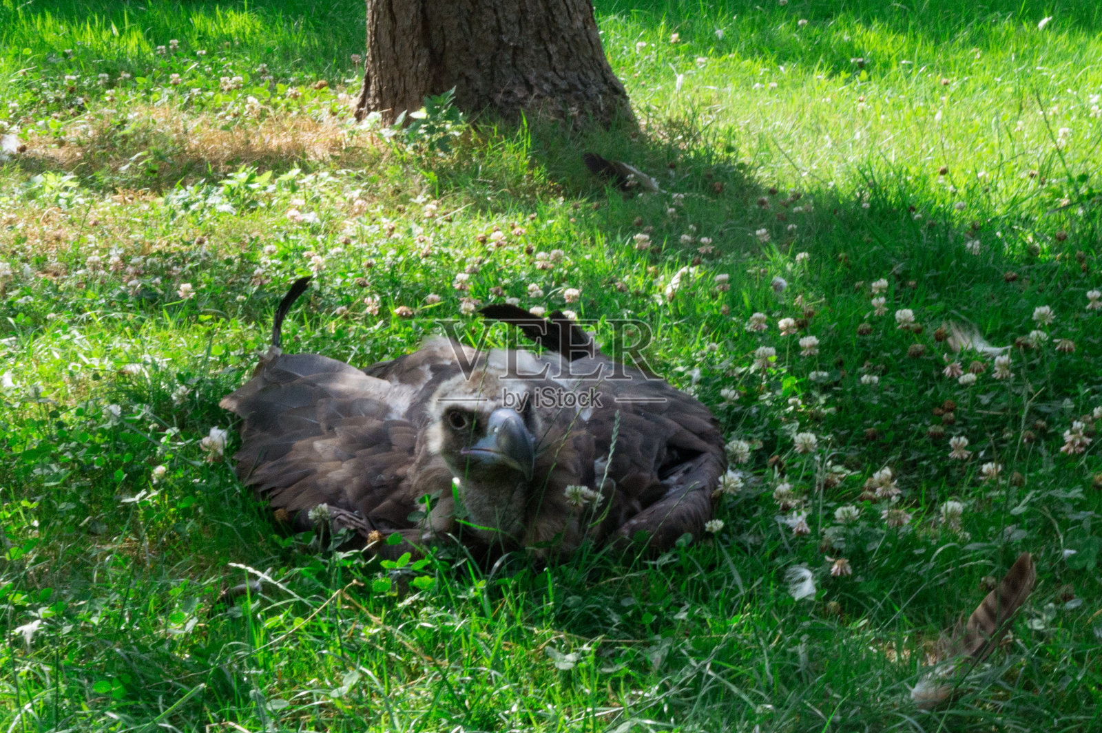 秃鹰宝宝特写照片摄影图片