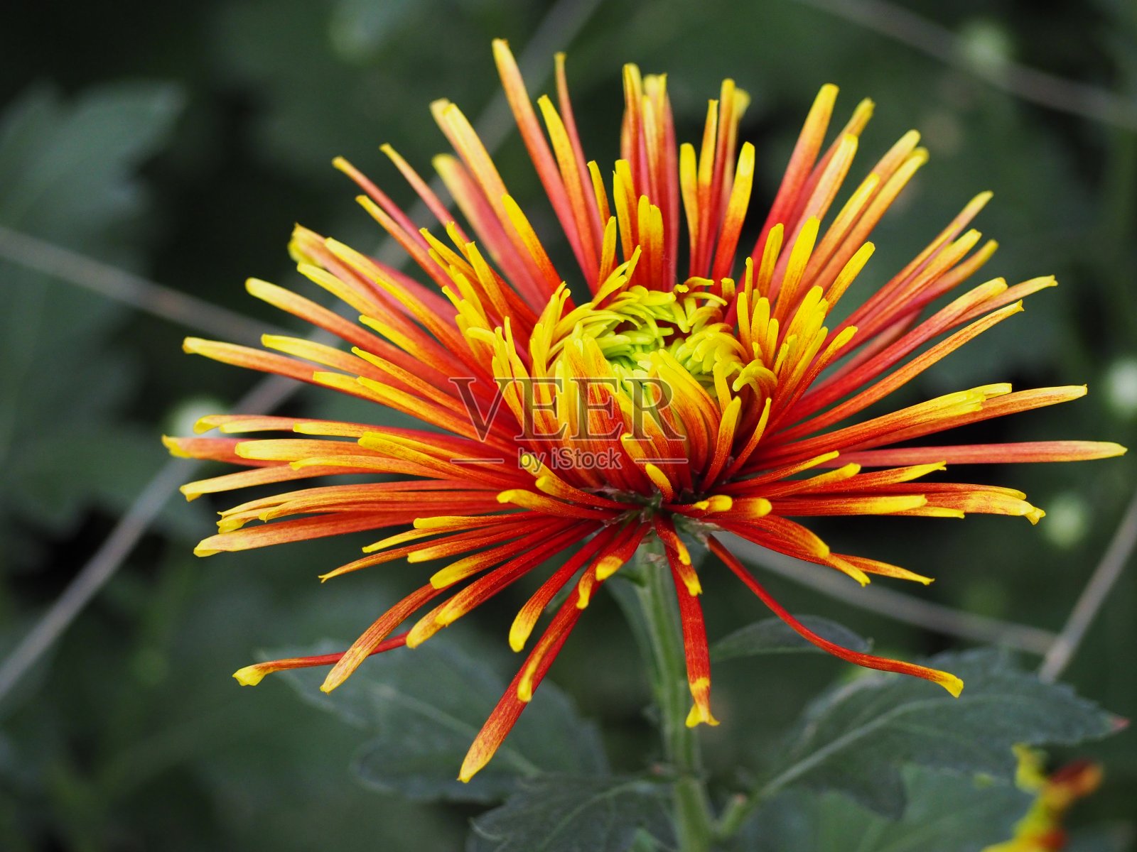 黄花蜘蛛菊花照片摄影图片