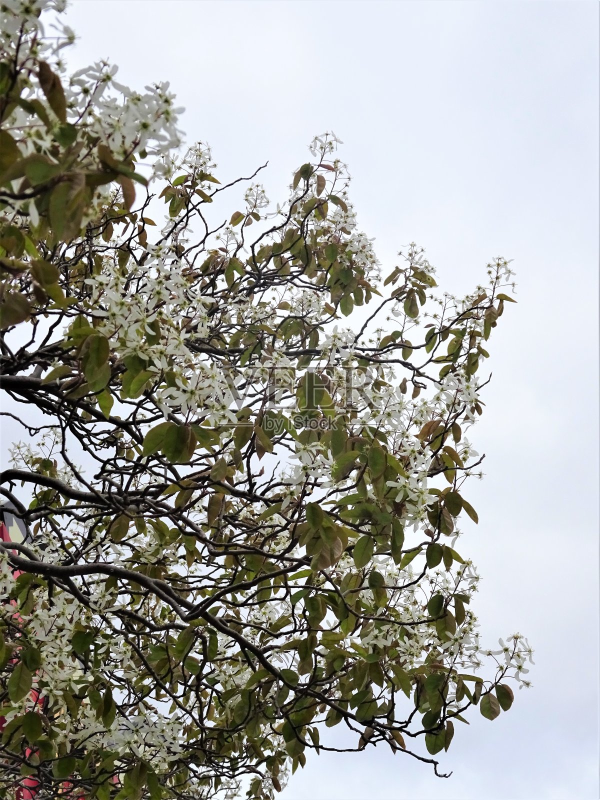 白色的春天的花-第一部分照片摄影图片