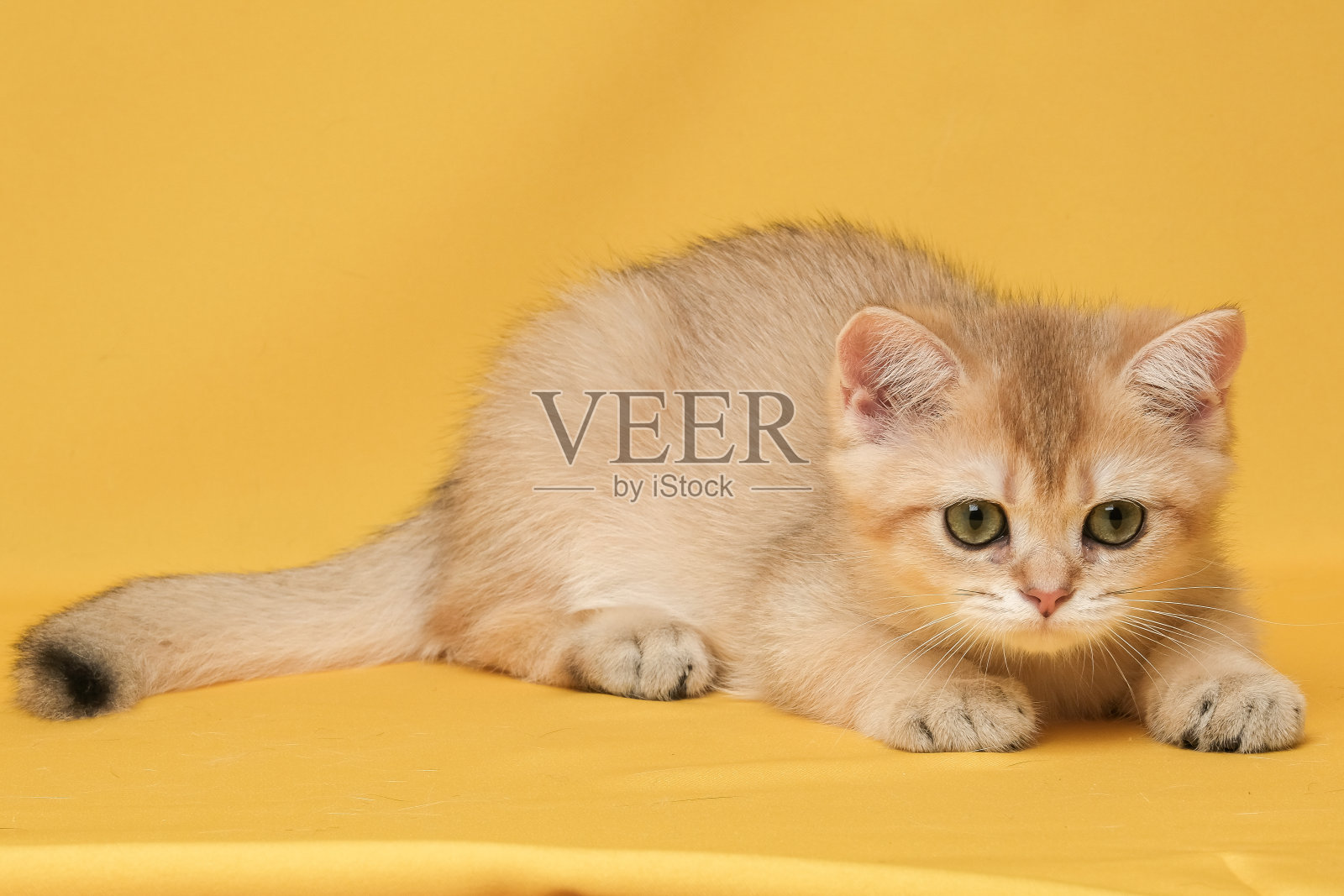 房间里的英国短毛猫照片摄影图片