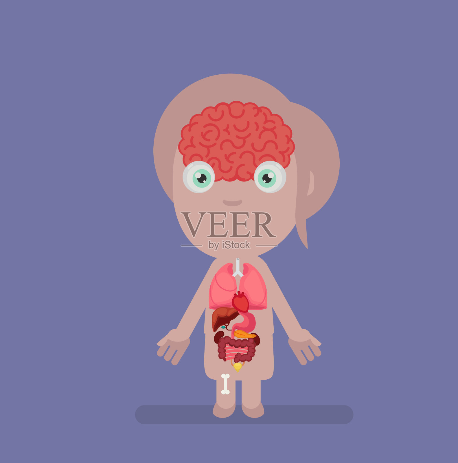 人体解剖矢量图插画图片素材