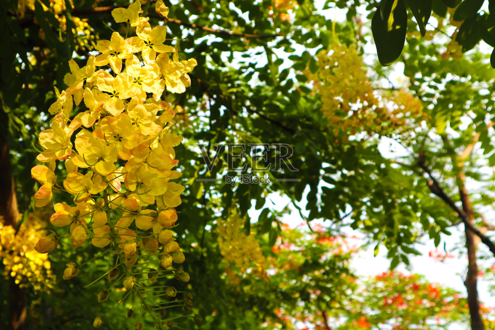 美丽的白色和黄色的花在夏季花园公园的背景照片摄影图片