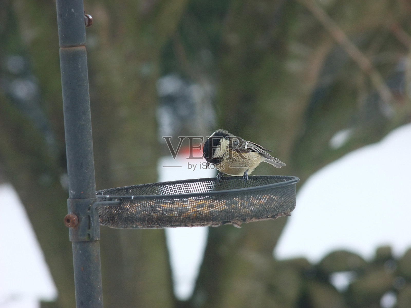 大山雀从鸟桌上进食照片摄影图片