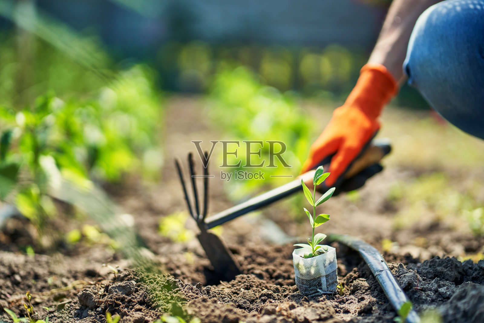 一个女人在花园里独自工作照片摄影图片