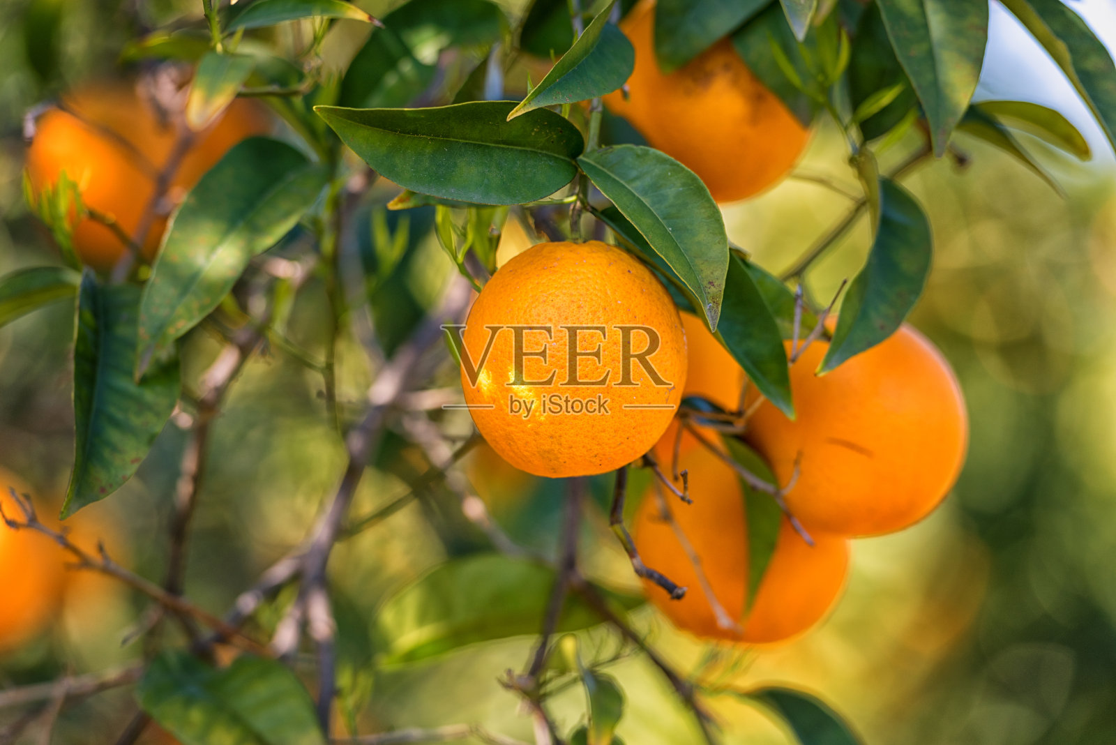 橙子花园，有成熟的橙子水果照片摄影图片