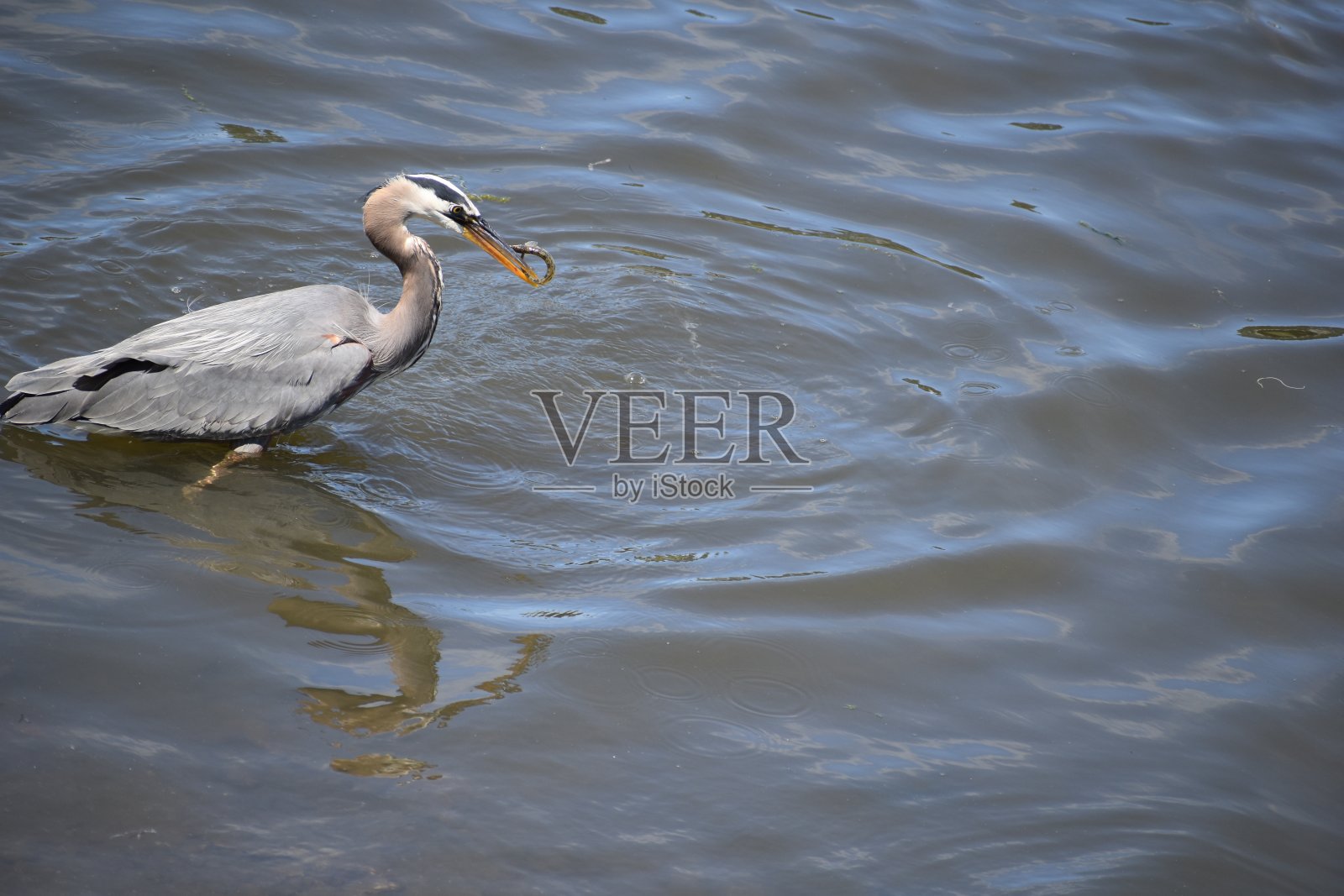 大蓝鹭照片摄影图片