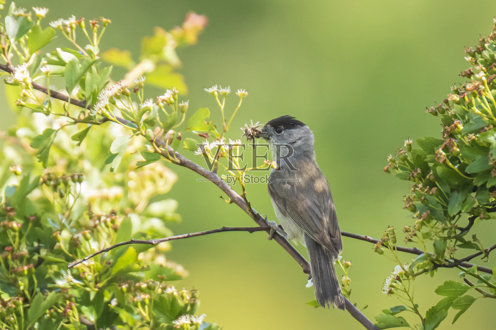 在树上唱歌的黑鹂照片摄影图片