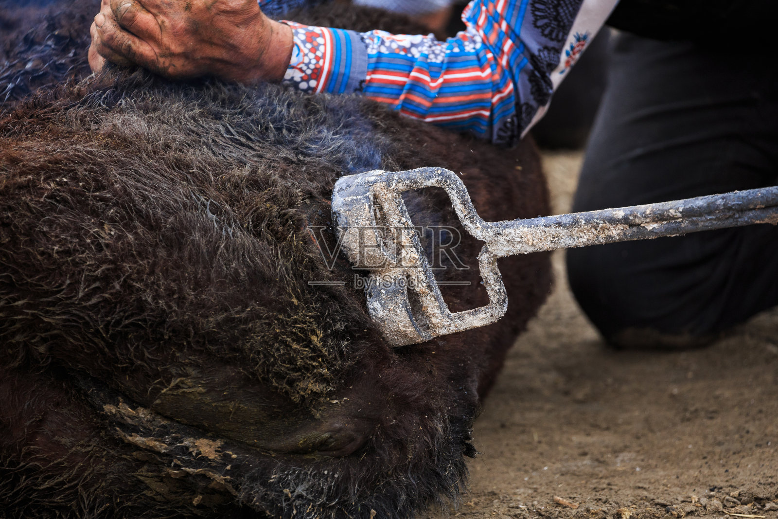 费拉德在卡马格照片摄影图片