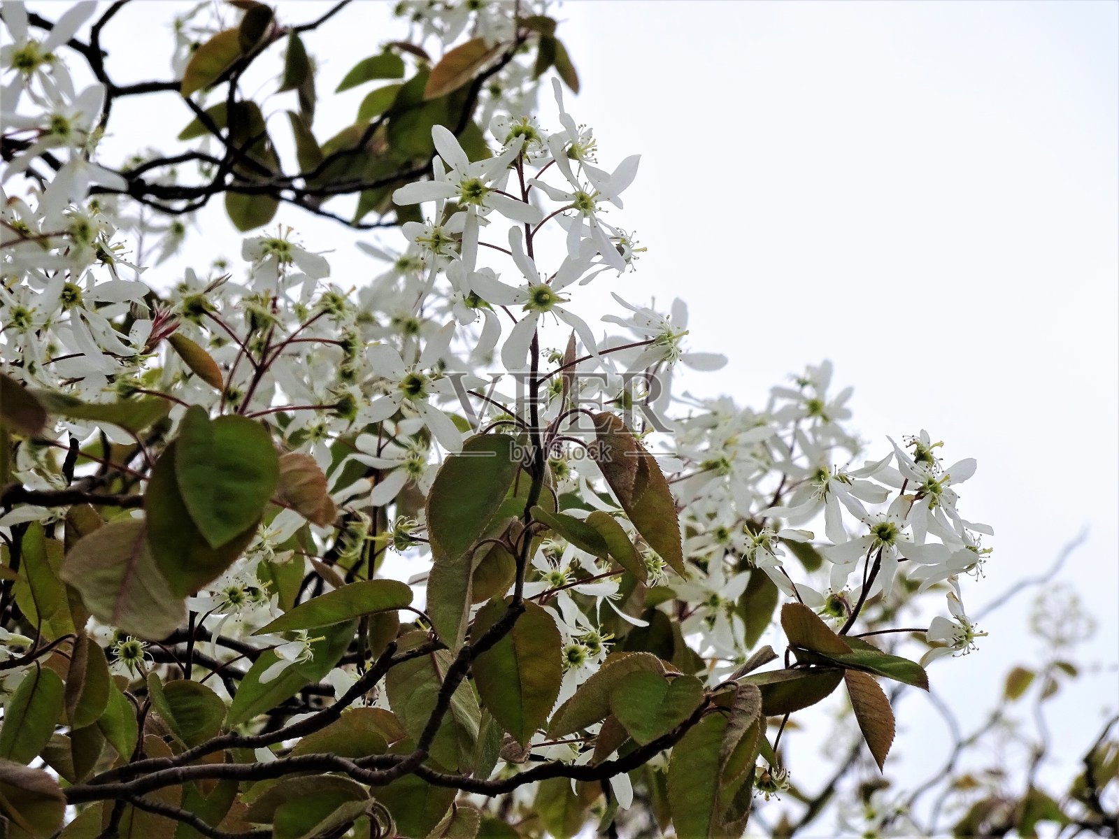 白色的春天的花-第二部分照片摄影图片