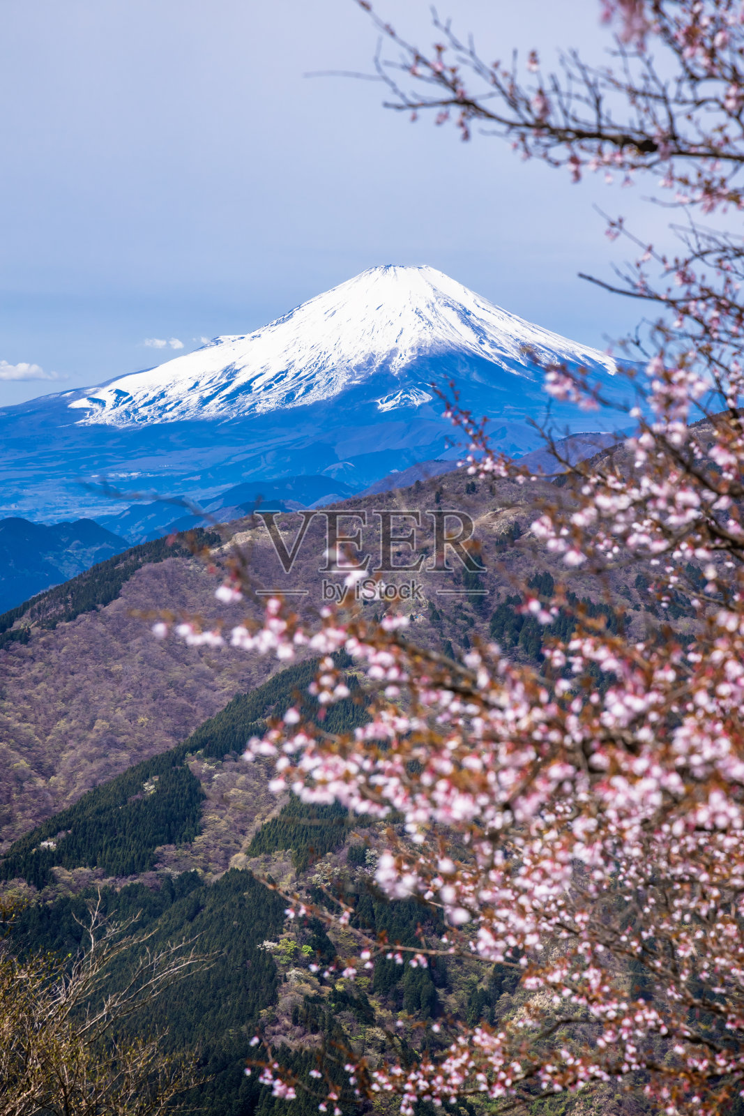 富士山，蓝天和樱花照片摄影图片