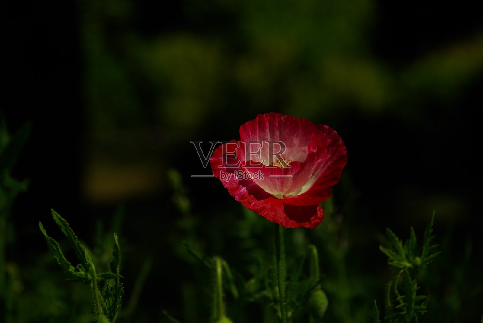 公园里有鲜花和开花的树木照片摄影图片