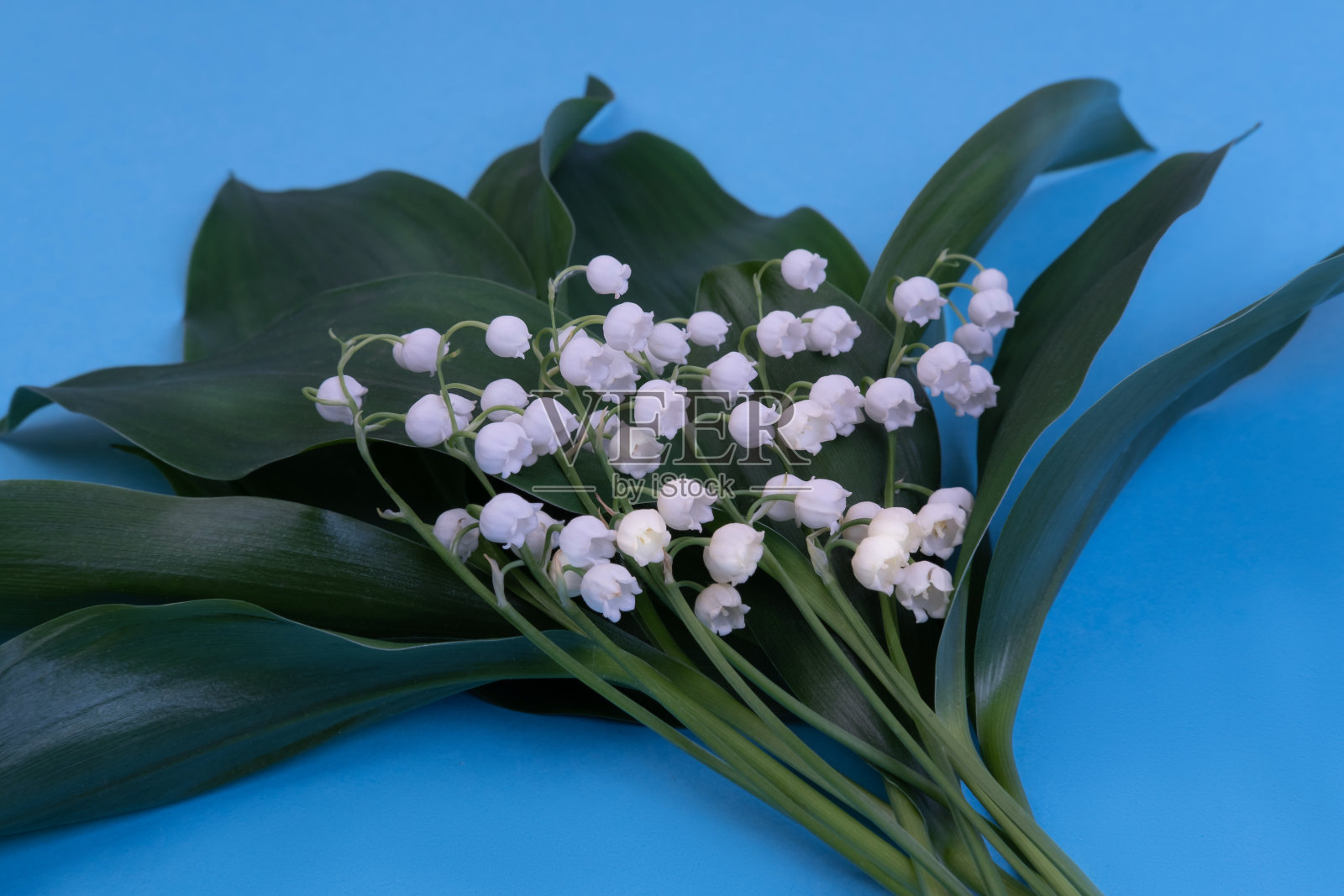 蓝色背景上的铃兰照片摄影图片