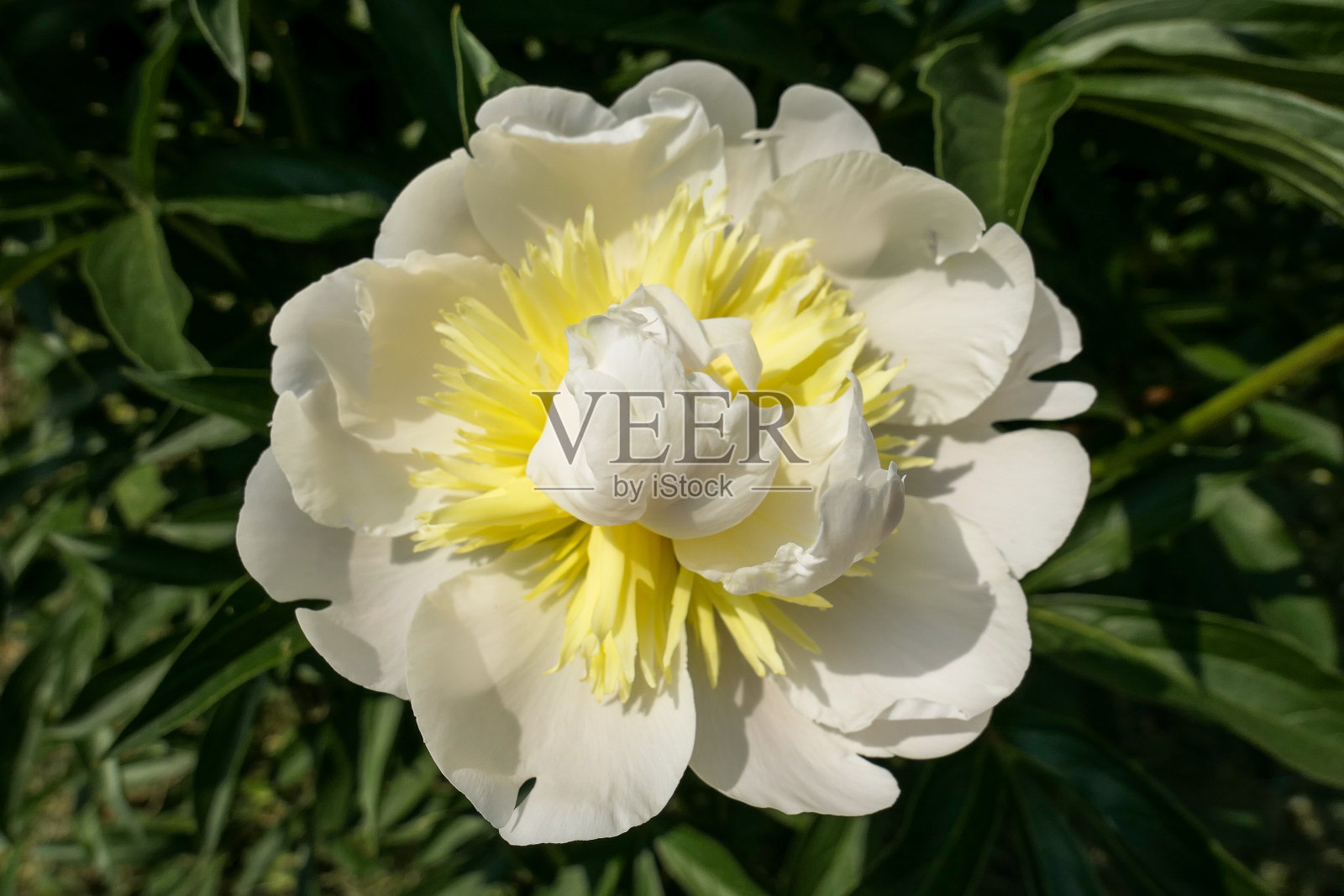 在植物园中，充满活力的白云观，多汁的白色牡丹照片摄影图片