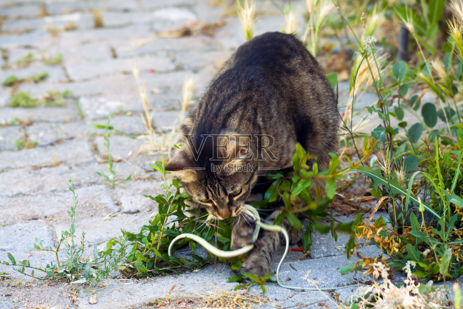 猎人猫在玩一条小蛇照片摄影图片
