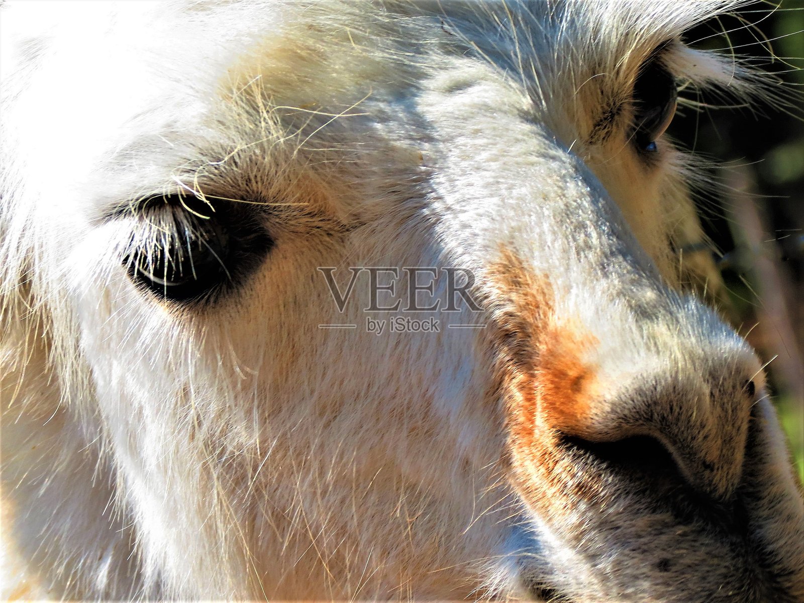 大羊驼肖像(Lama Glama animal)。照片摄影图片