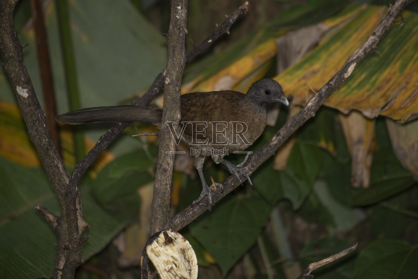 灰色头发Chachalaca照片摄影图片