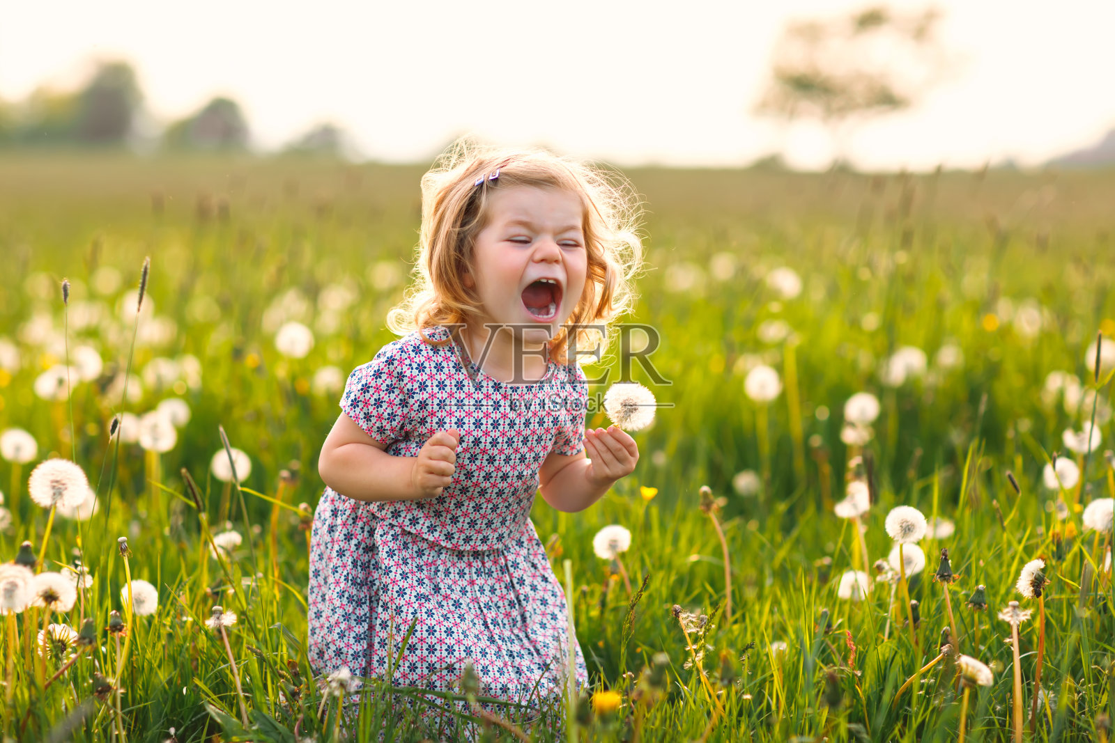 可爱可爱的小女孩在大自然的夏日里吹着蒲公英的花朵。快乐健康美丽的蹒跚学步的孩子与吹球，有乐趣。明亮的晚霞，活泼的孩子。照片摄影图片