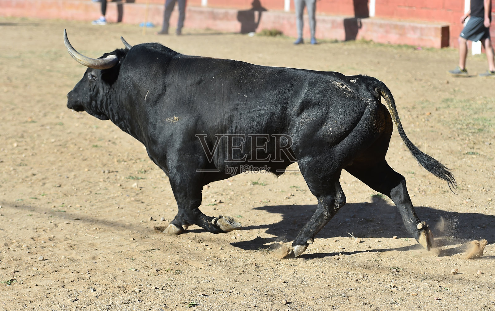 牛黑照片摄影图片