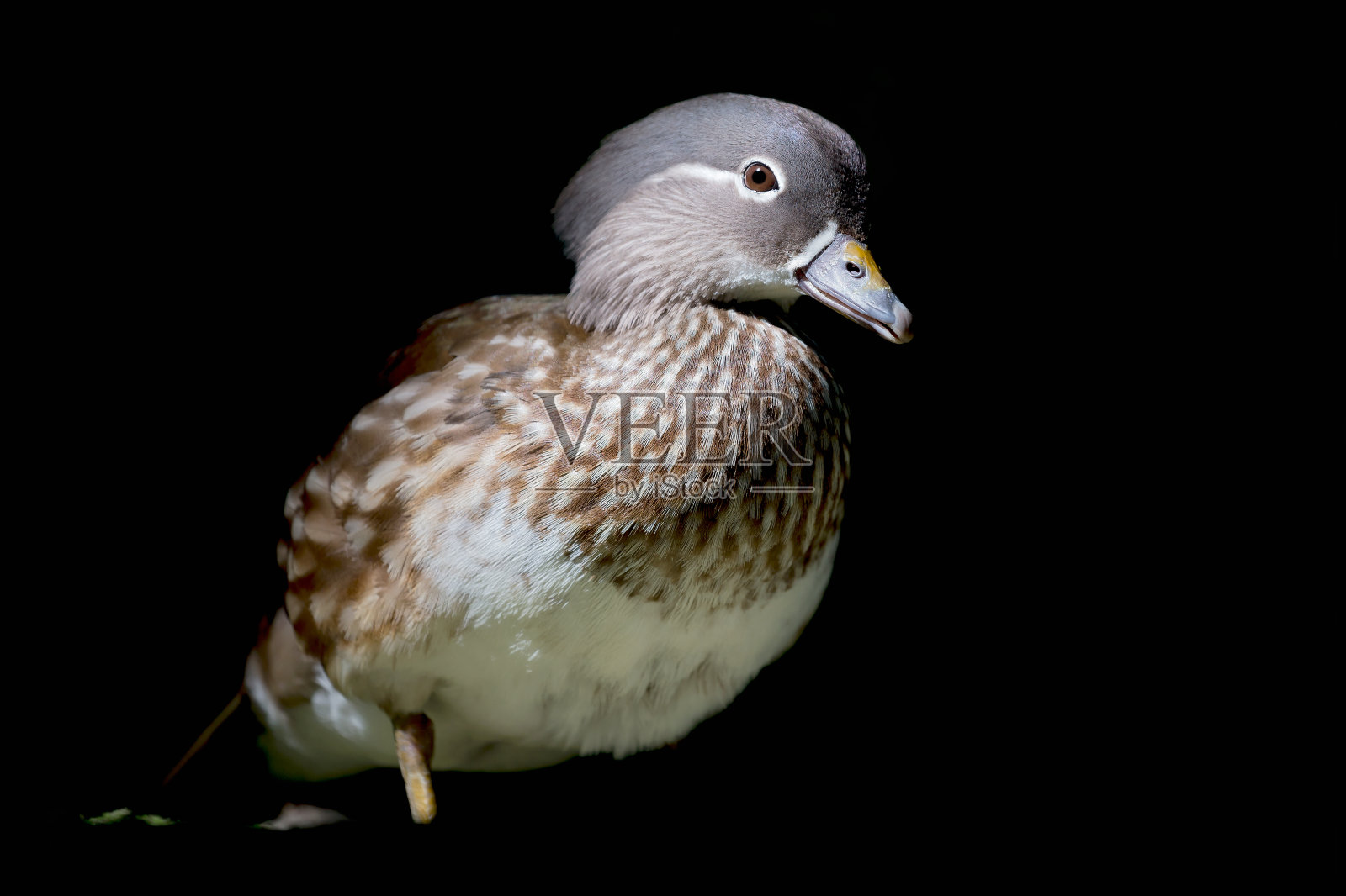 难以置信的鸳鸯画像(Aix galericulata)照片摄影图片