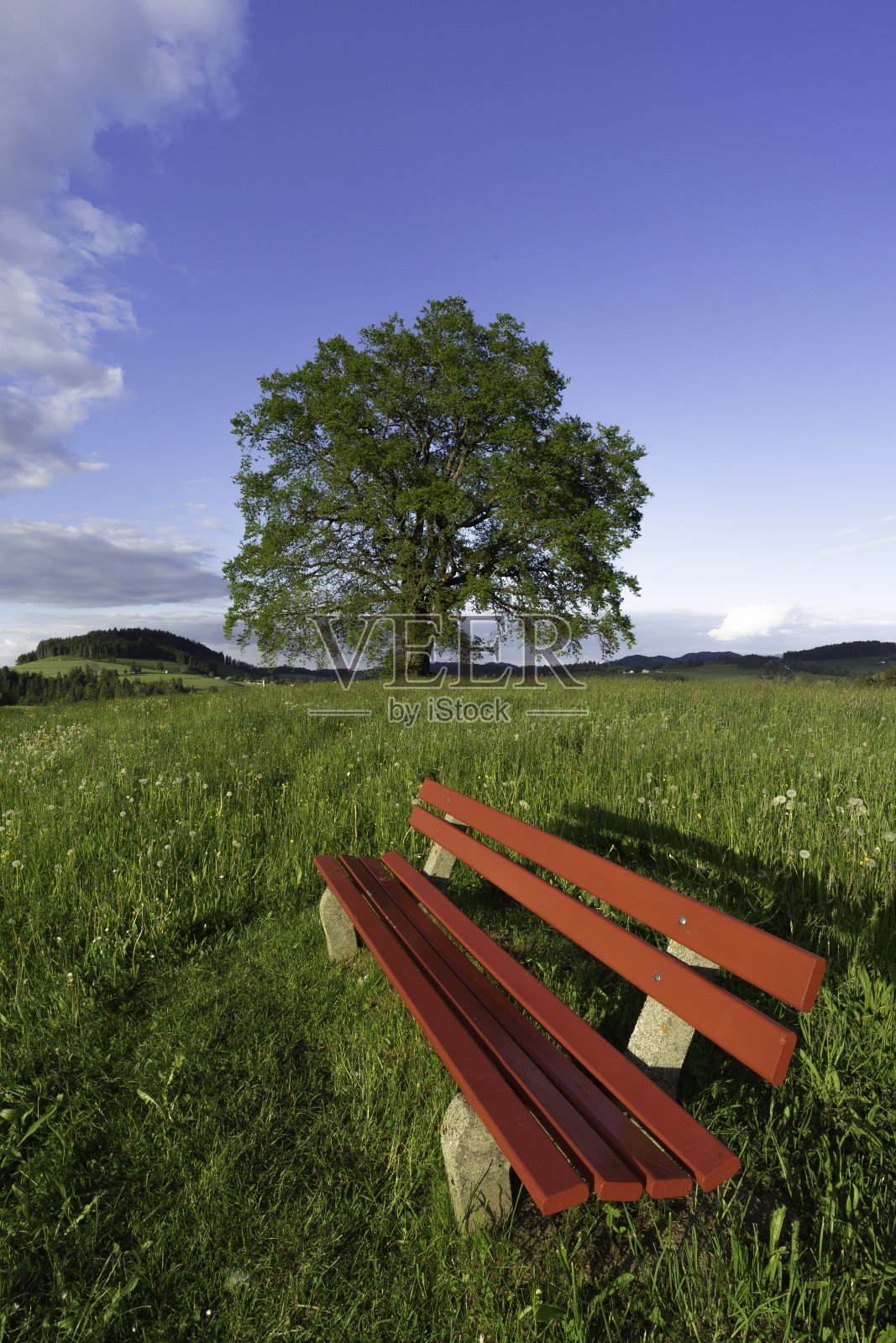 红色的长凳和大树照片摄影图片